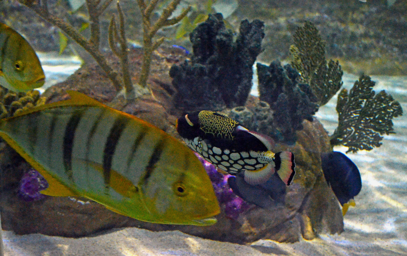 GOLDEN TRVALLY & CLOWN TRIGGERFISH