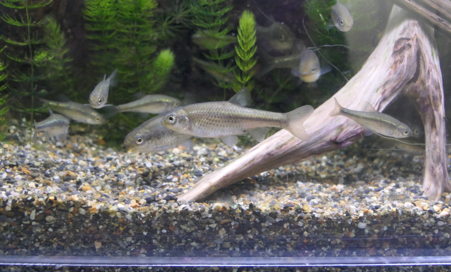 Golden Venus Chub (Hemigrammocypris neglecta)