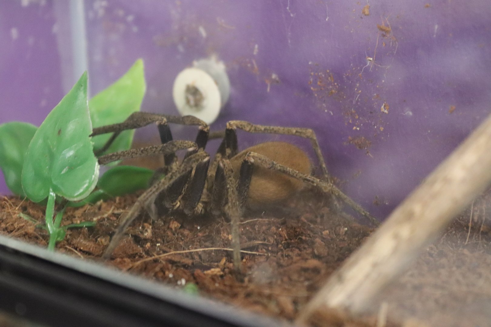 Golden wandering spider (Macroctenus kingsleyi) BugParc, 08/2024