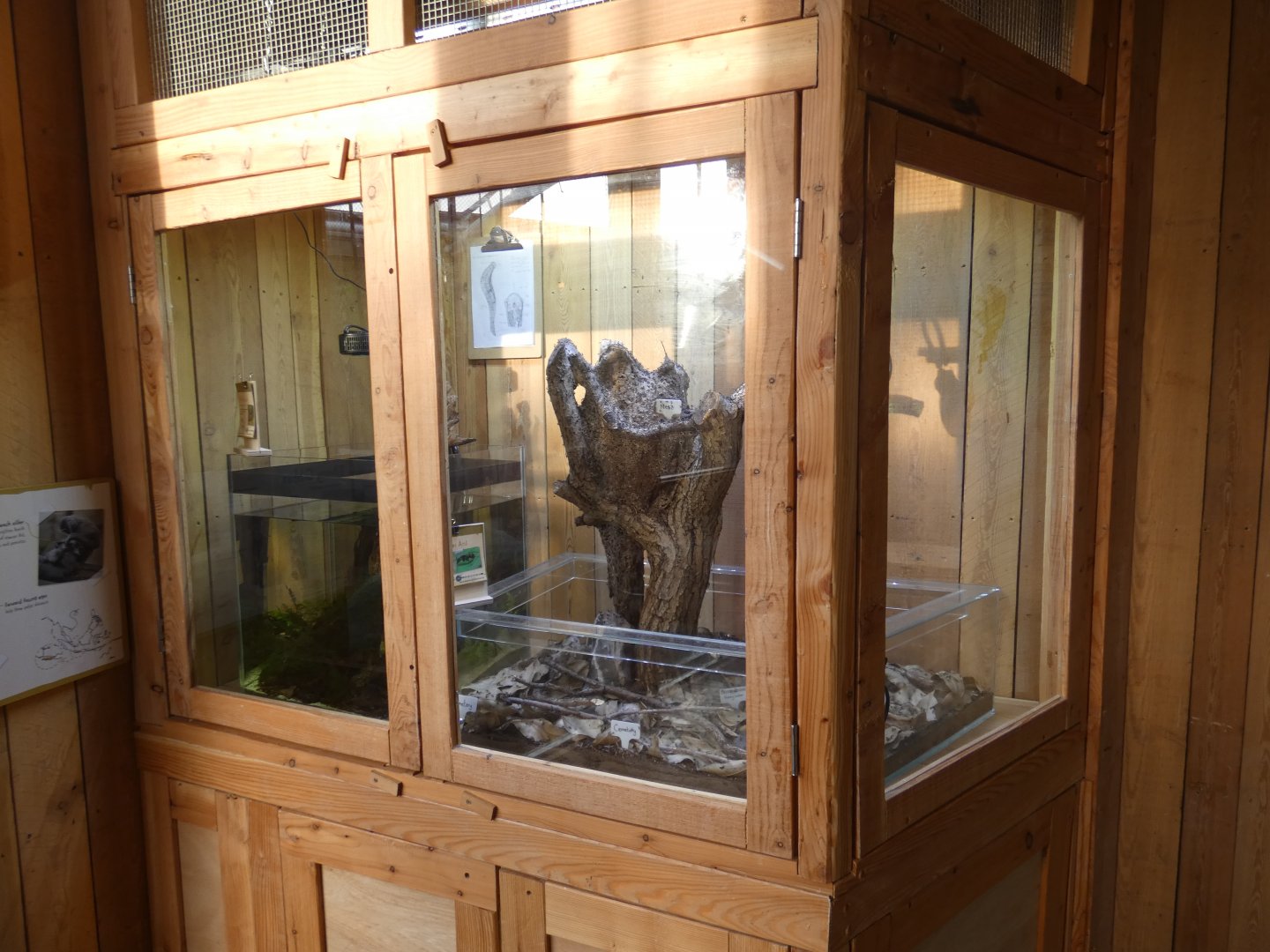 Golden Weaver Ant and Buffalo Leach exhibits