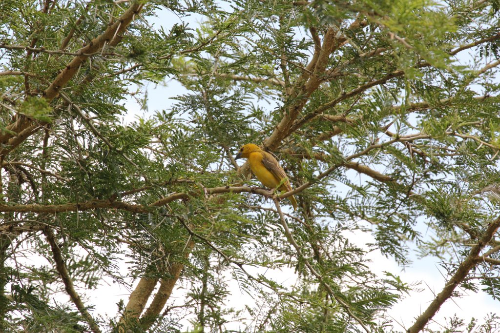 Golden Weaver