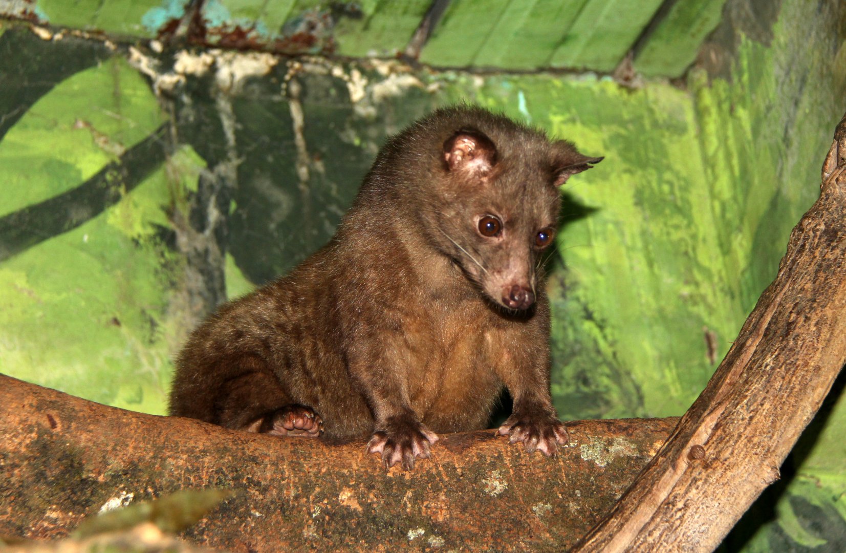 golden wet-zone palm civet (Paradoxurus aureus)