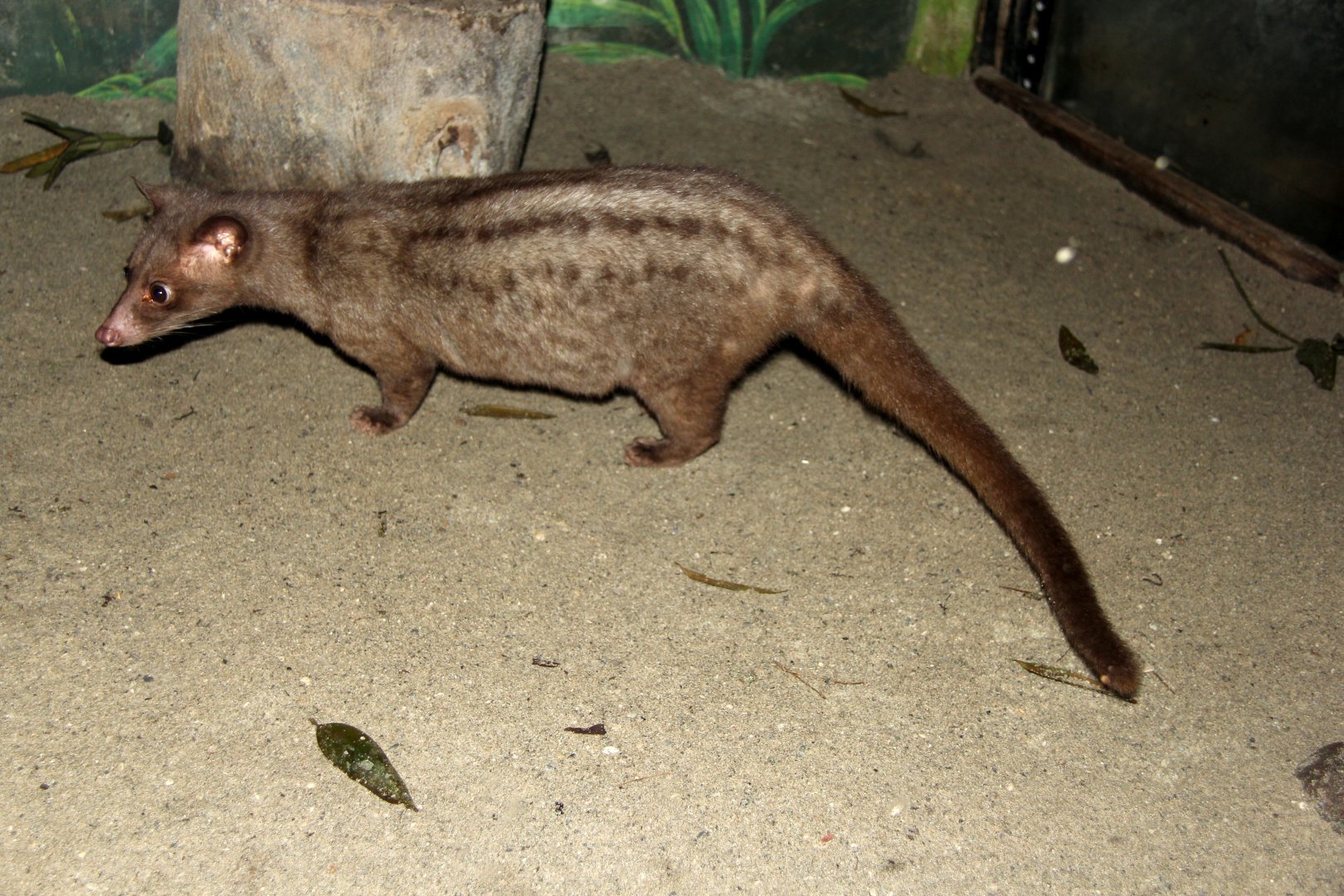 golden wet-zone palm civet (Paradoxurus aureus)