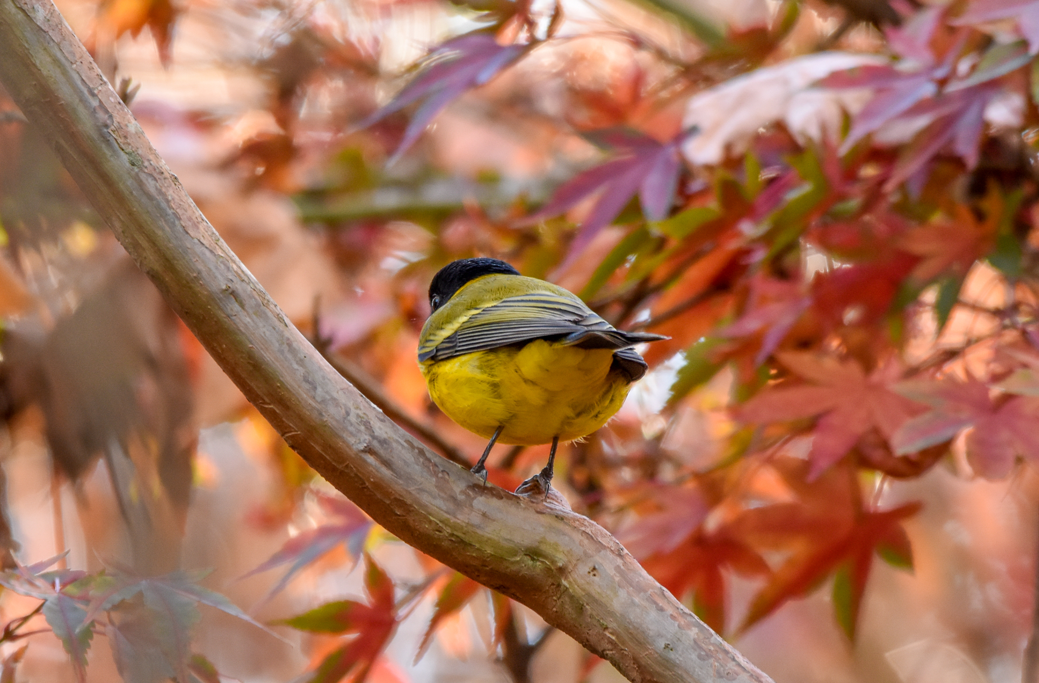 Golden Whistler among the maples