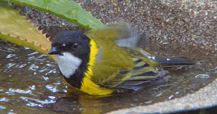 Golden whistler bathing.