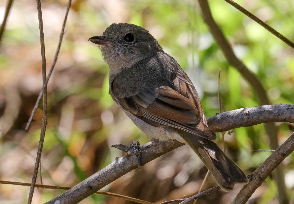 Golden Whistler female