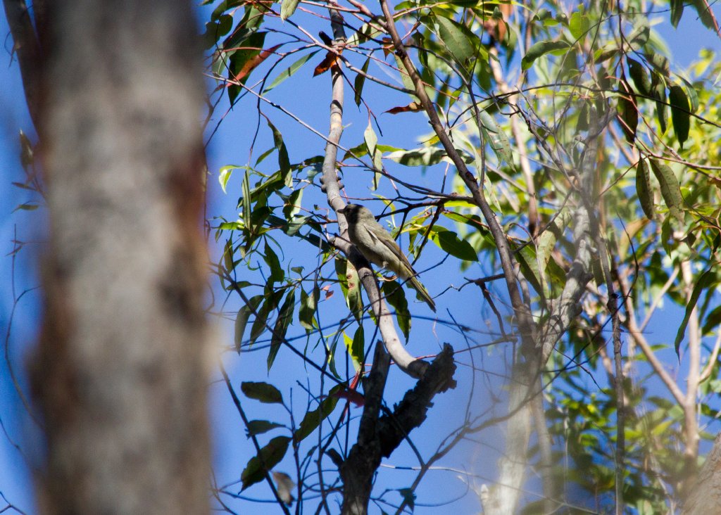 Golden Whistler juvenile (I think)