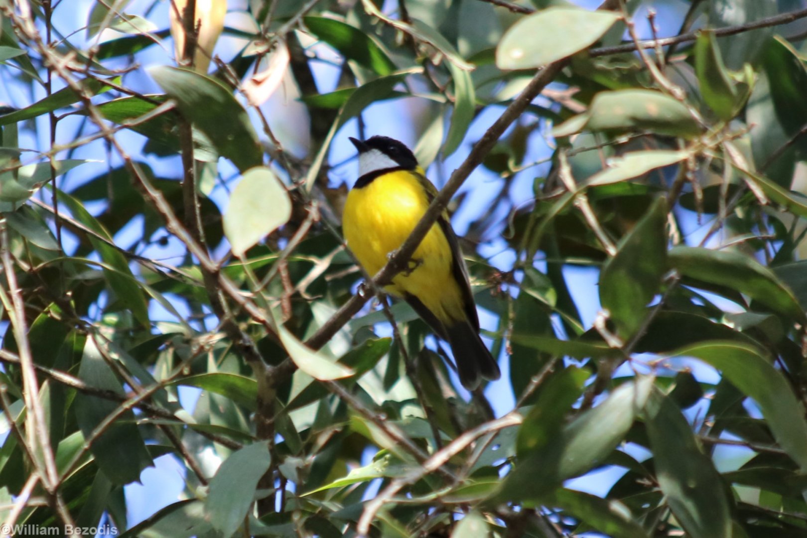 Golden Whistler - Lake Eacham