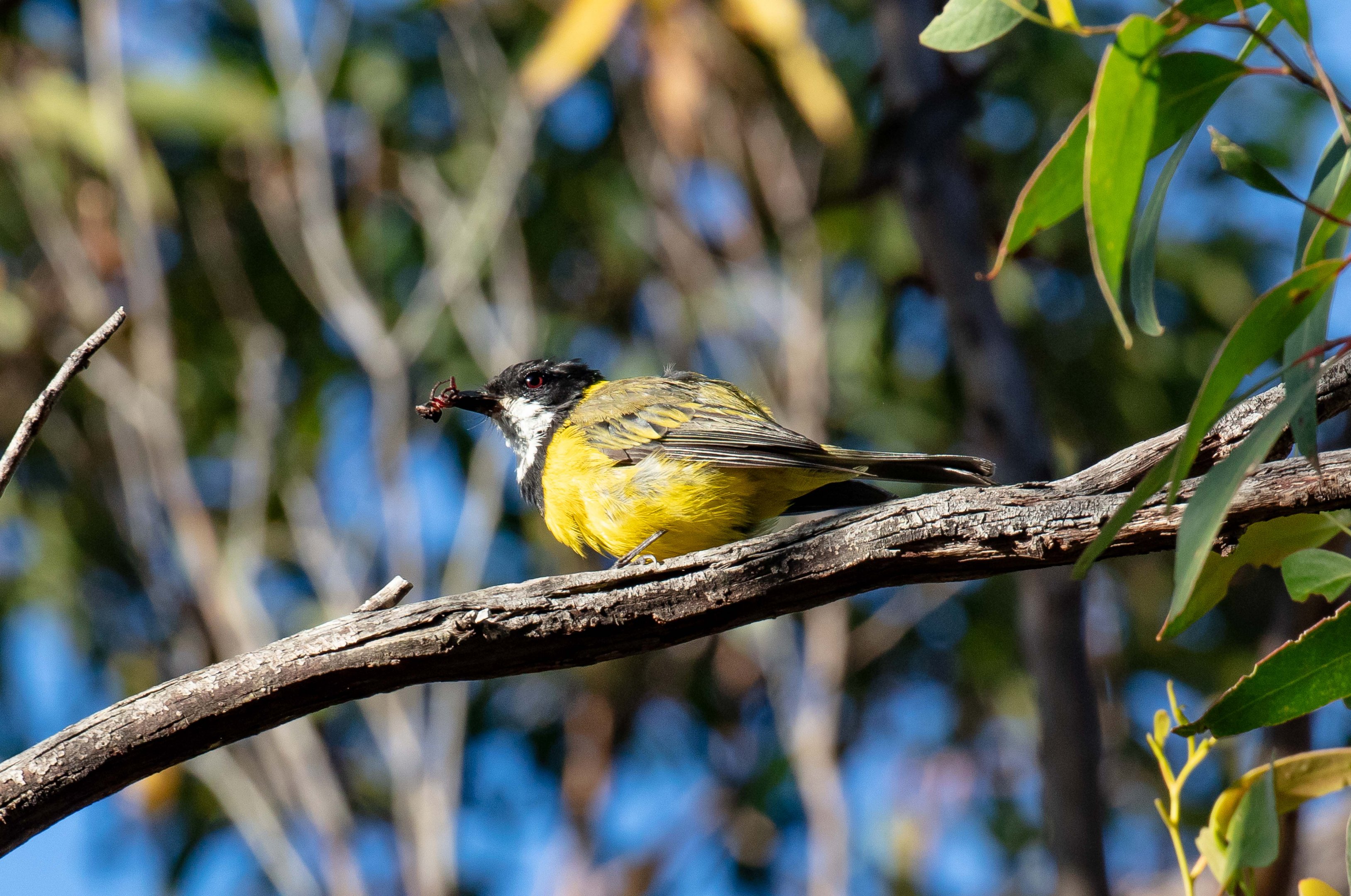 Golden Whistler male