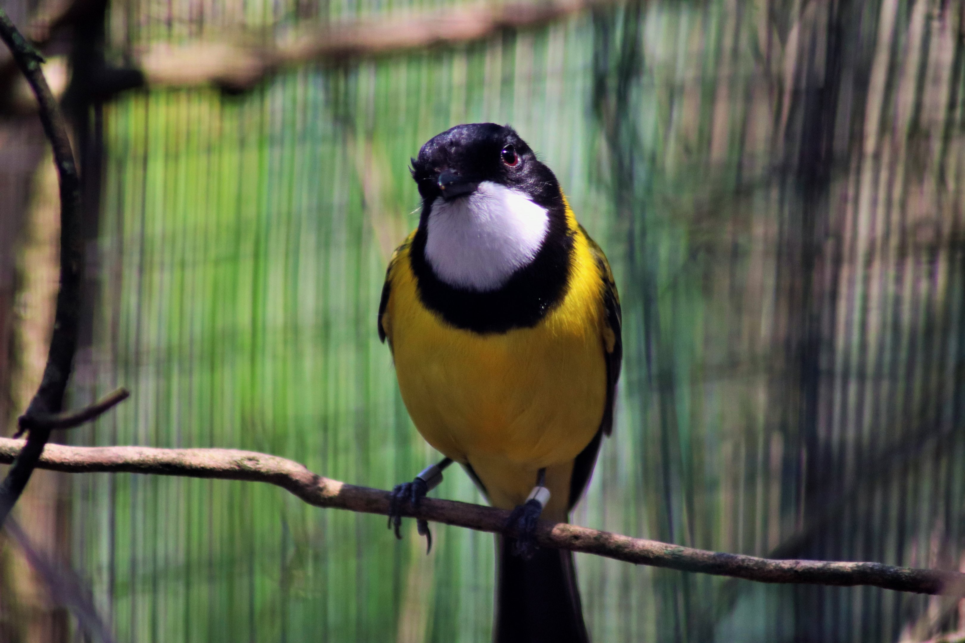 Golden Whistler (Pachycephala pectoralis)