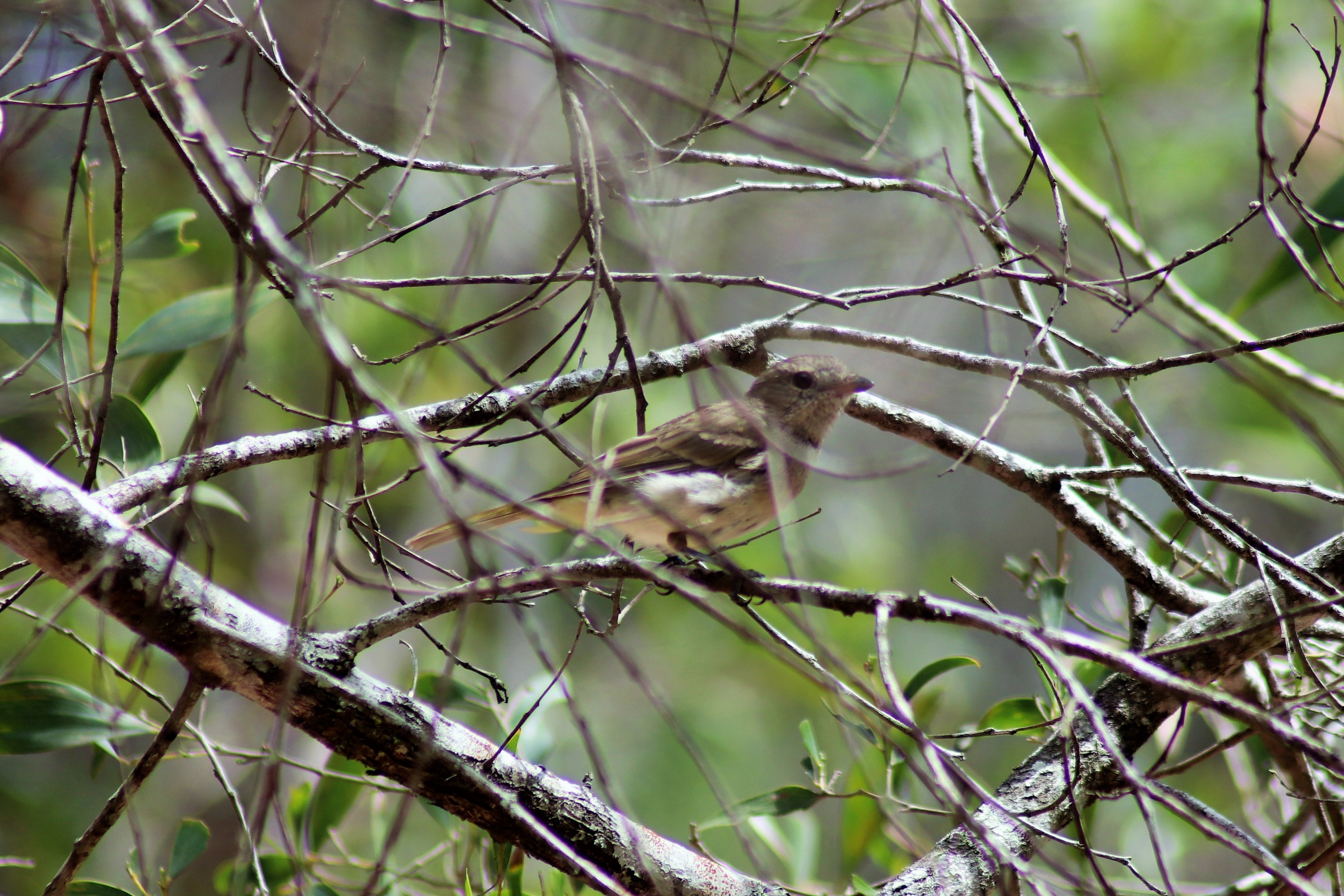 Golden Whistler (Pachycephala pectoralis)