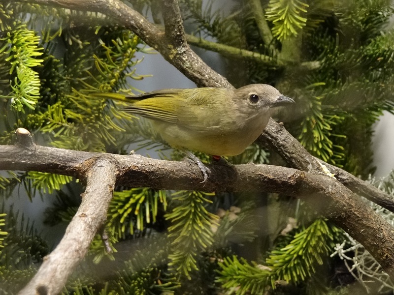 Golden whistler