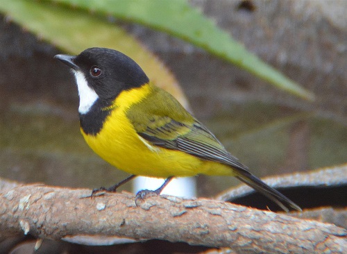 Golden whistler.