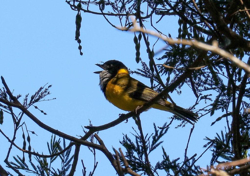 Golden Whistler