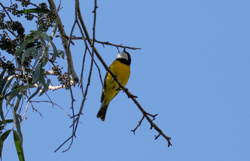 Golden Whistler