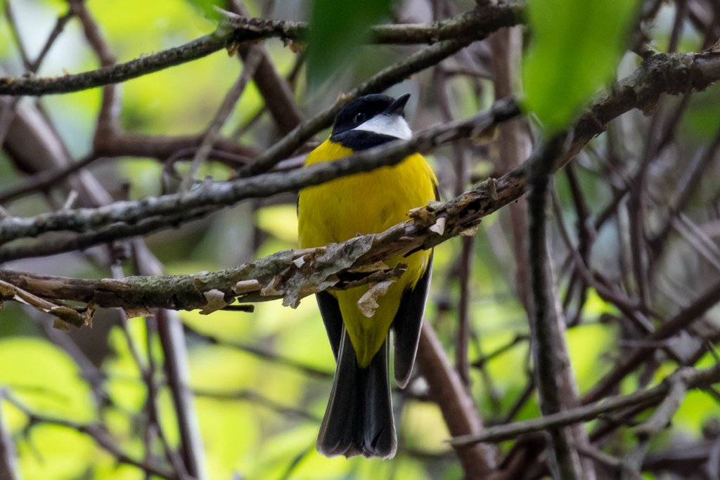 Golden Whistler
