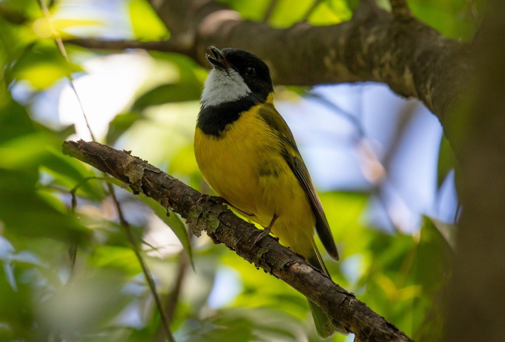 Golden Whistler