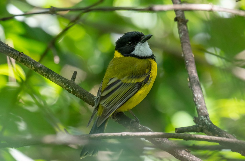 Golden Whistler