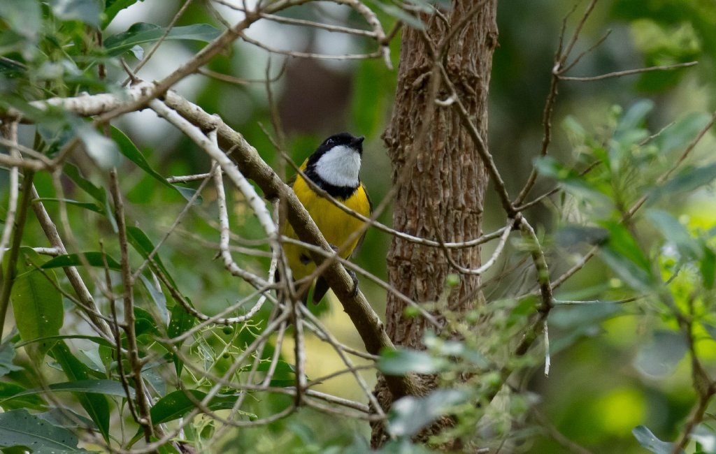 Golden Whistler