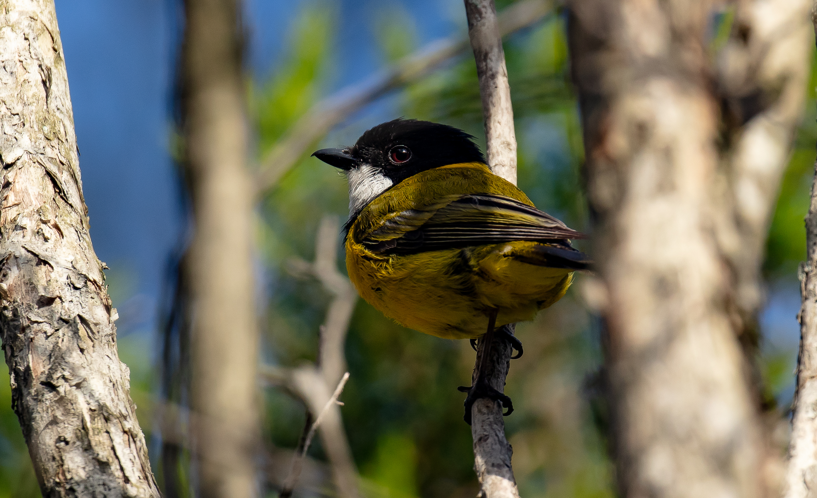 Golden Whistler