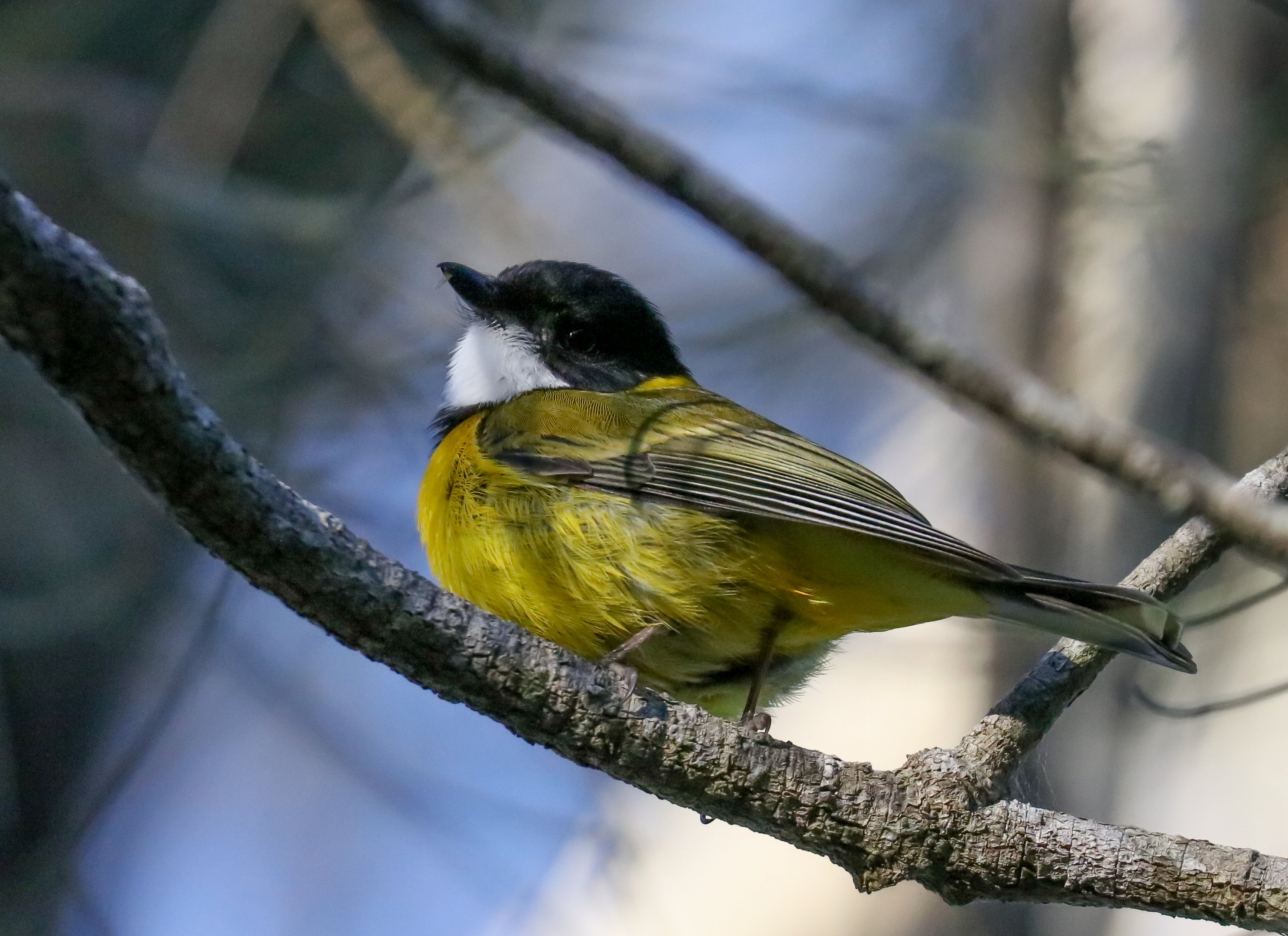 Golden Whistler