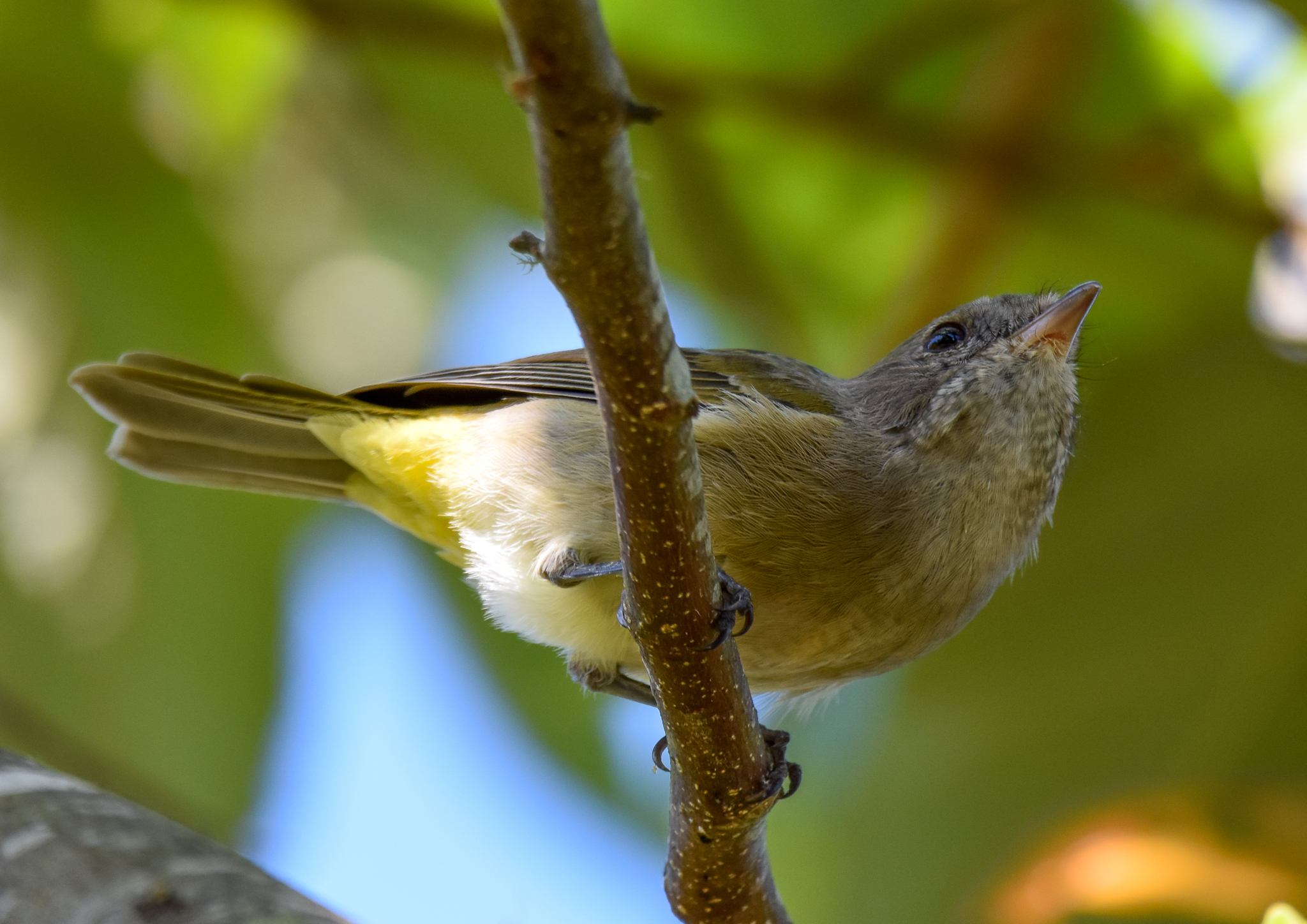 Golden Whistler