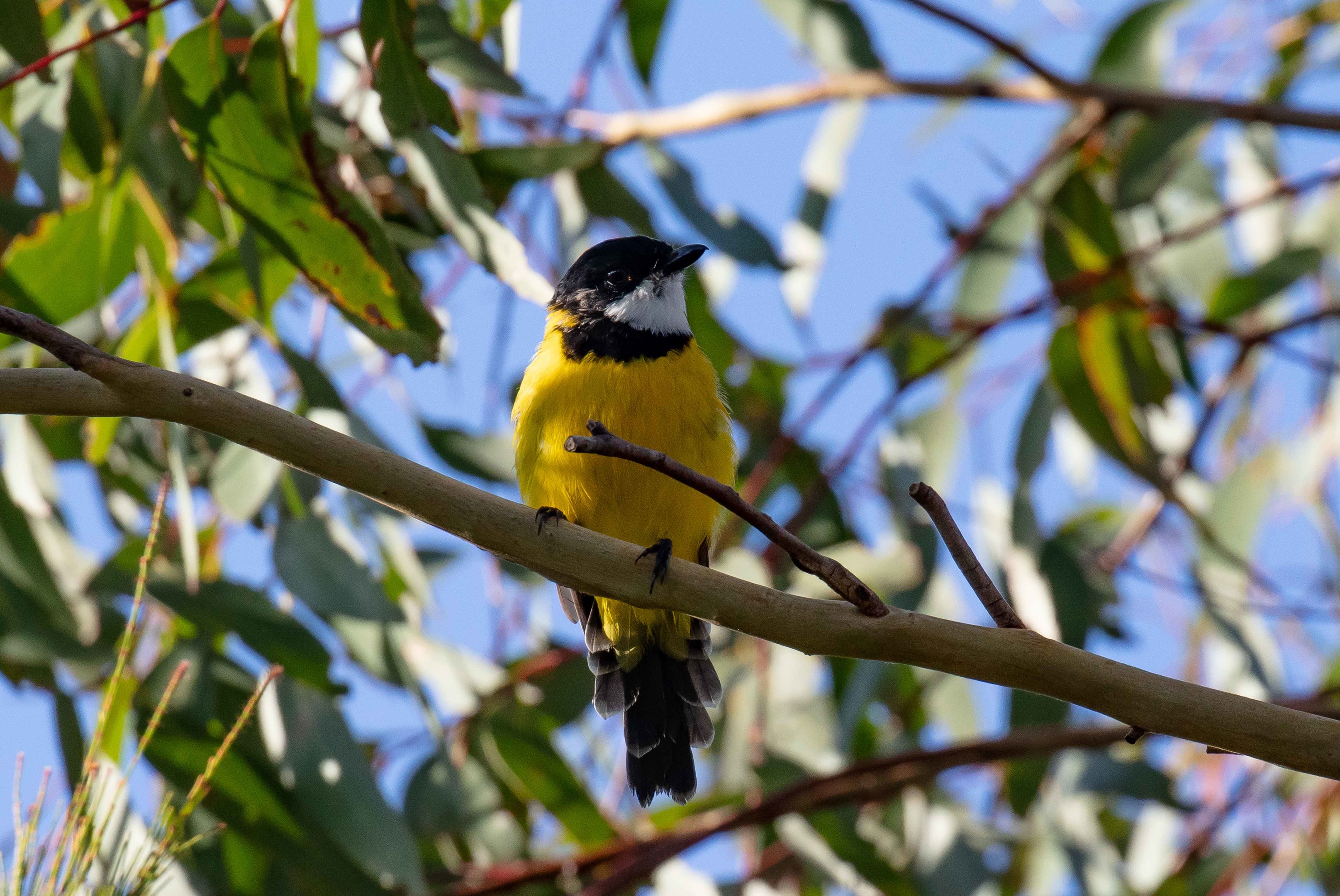 Golden Whistler