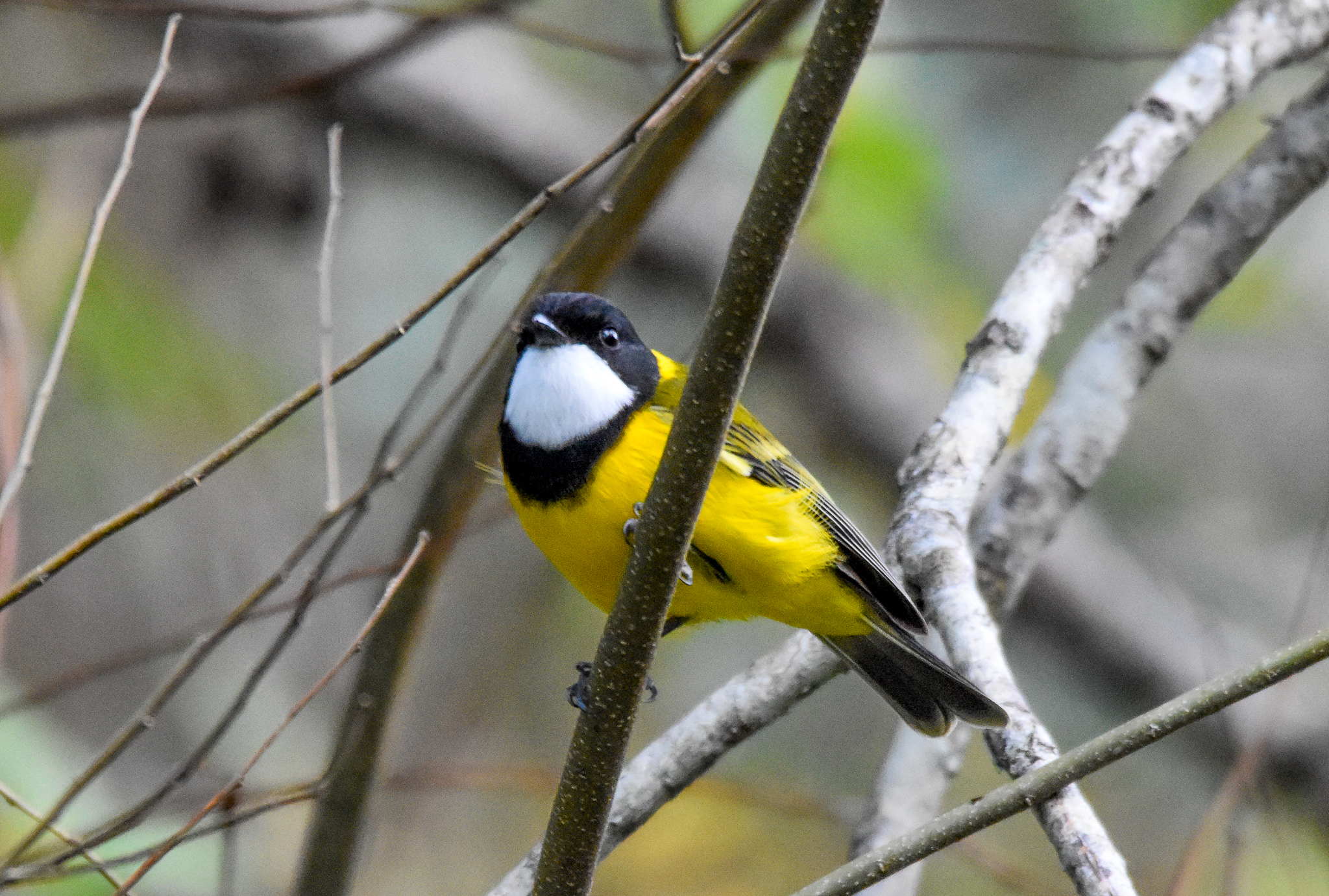 Golden Whistler