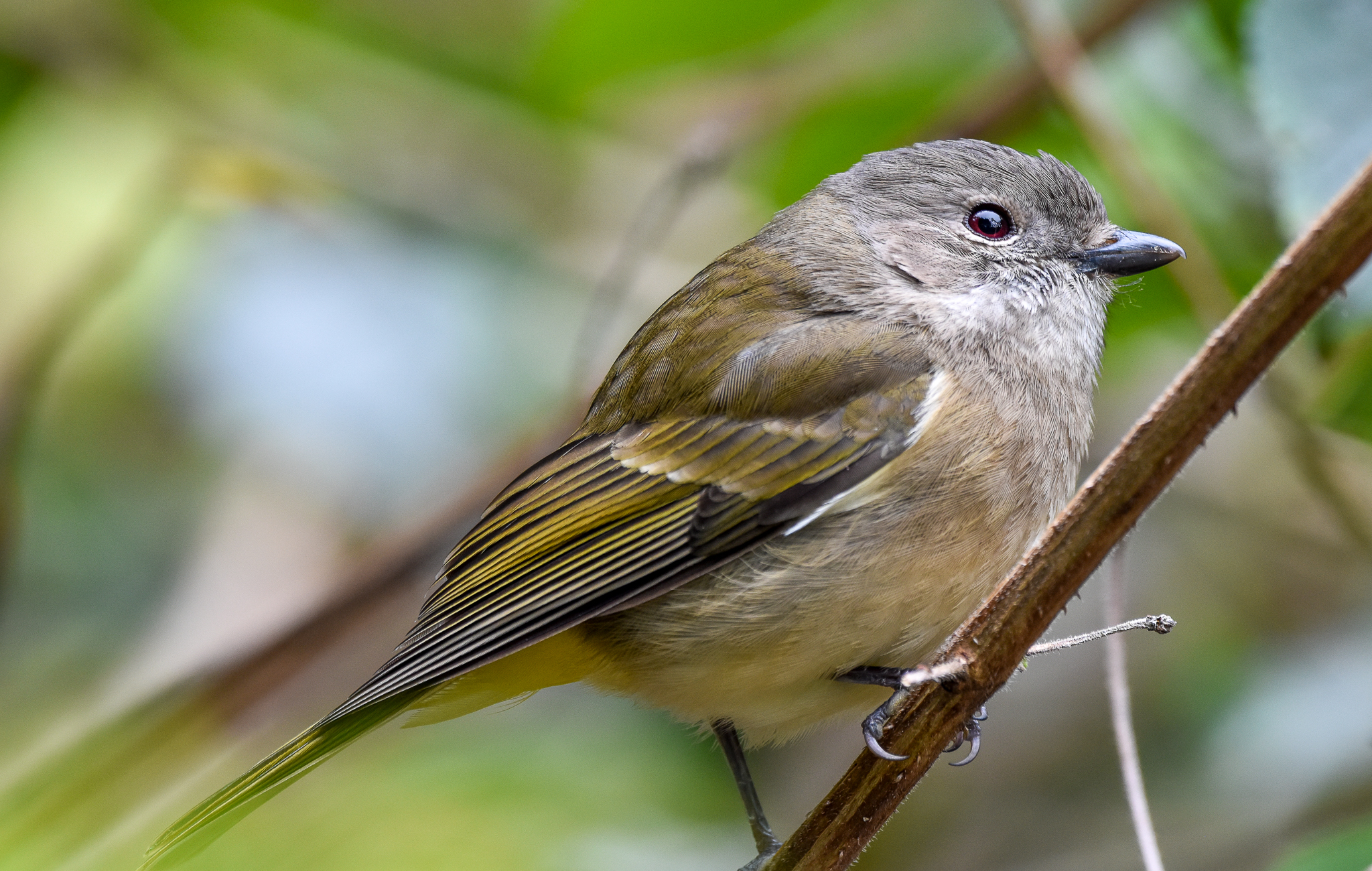 Golden Whistler
