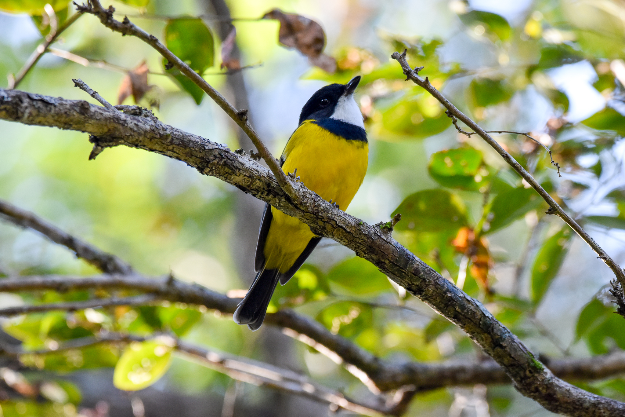 Golden Whistler