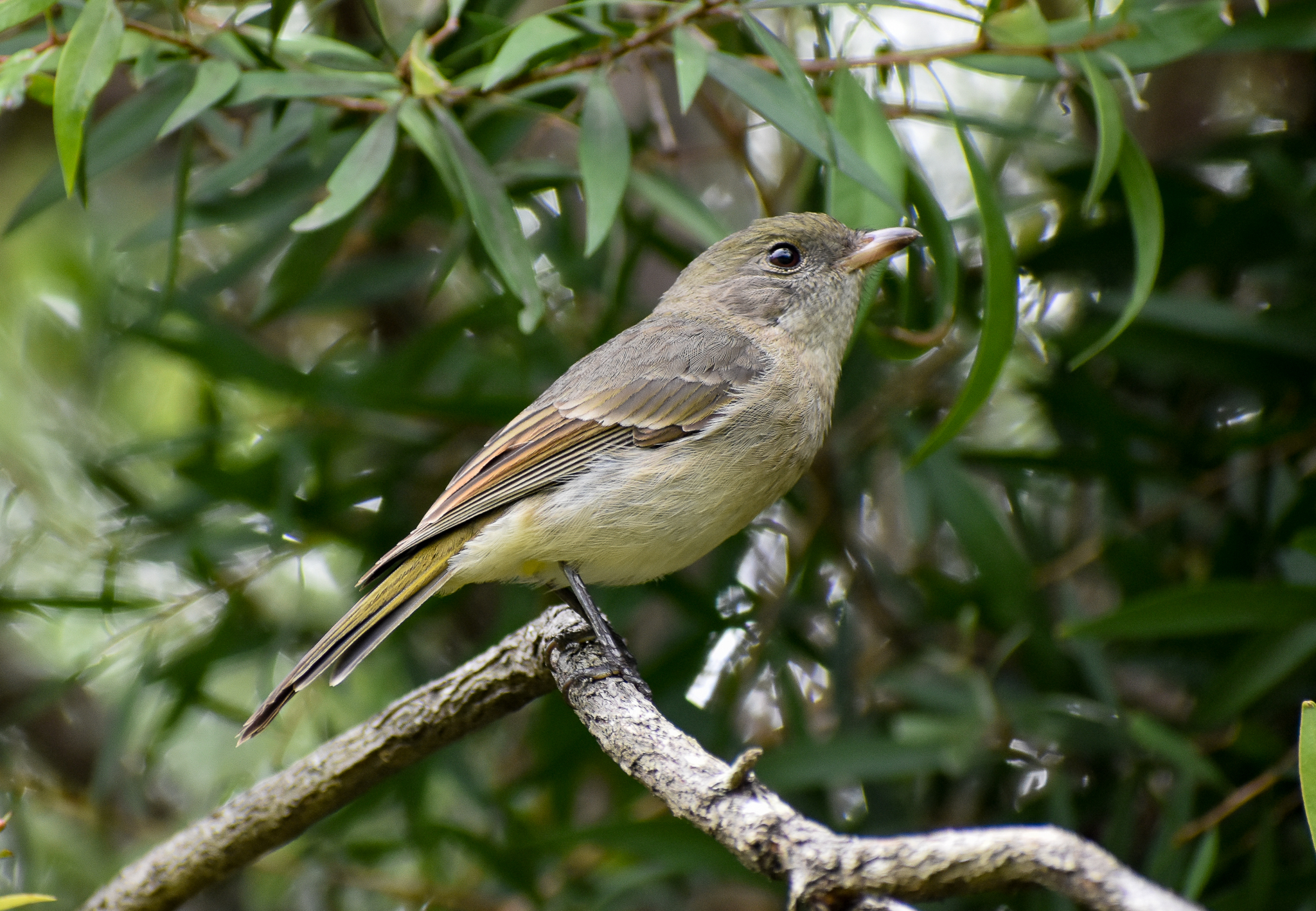 Golden Whistler