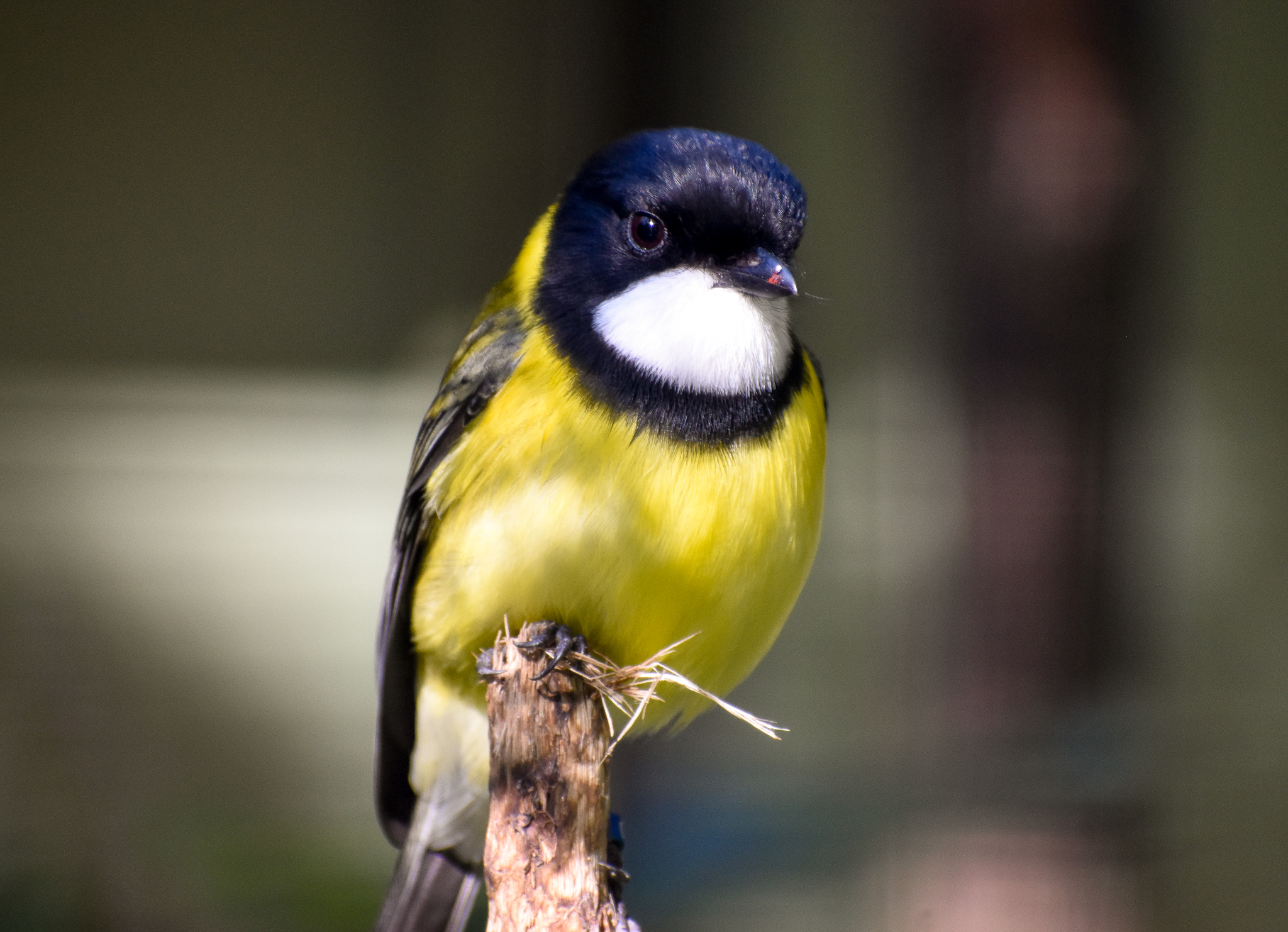 Golden Whistler