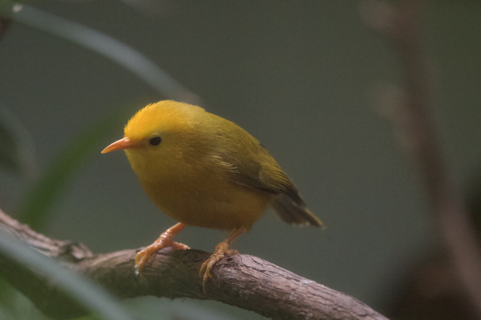 Golden White-Eye/ Cleptornis marchei