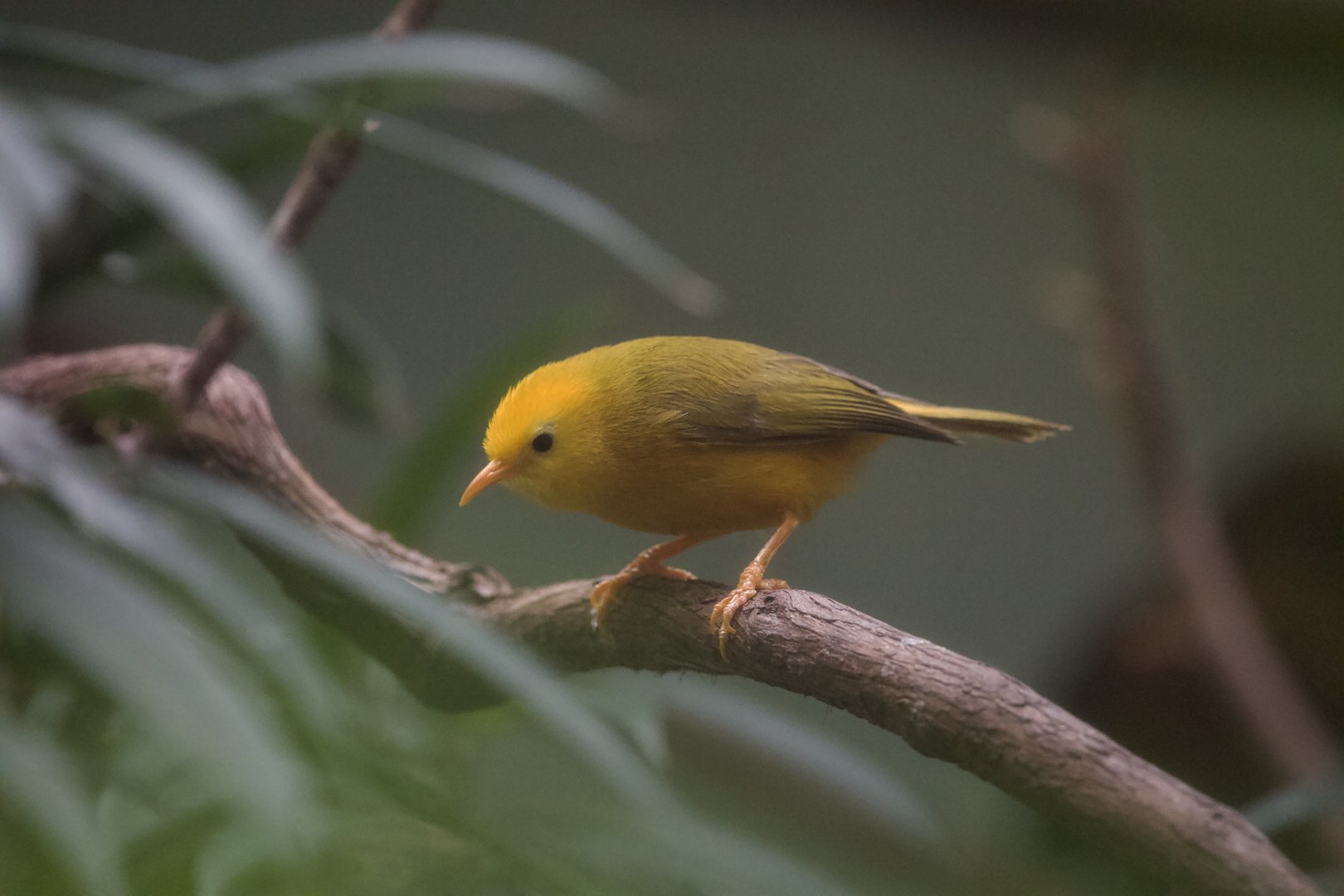 Golden White-Eye/ Cleptornis marchei