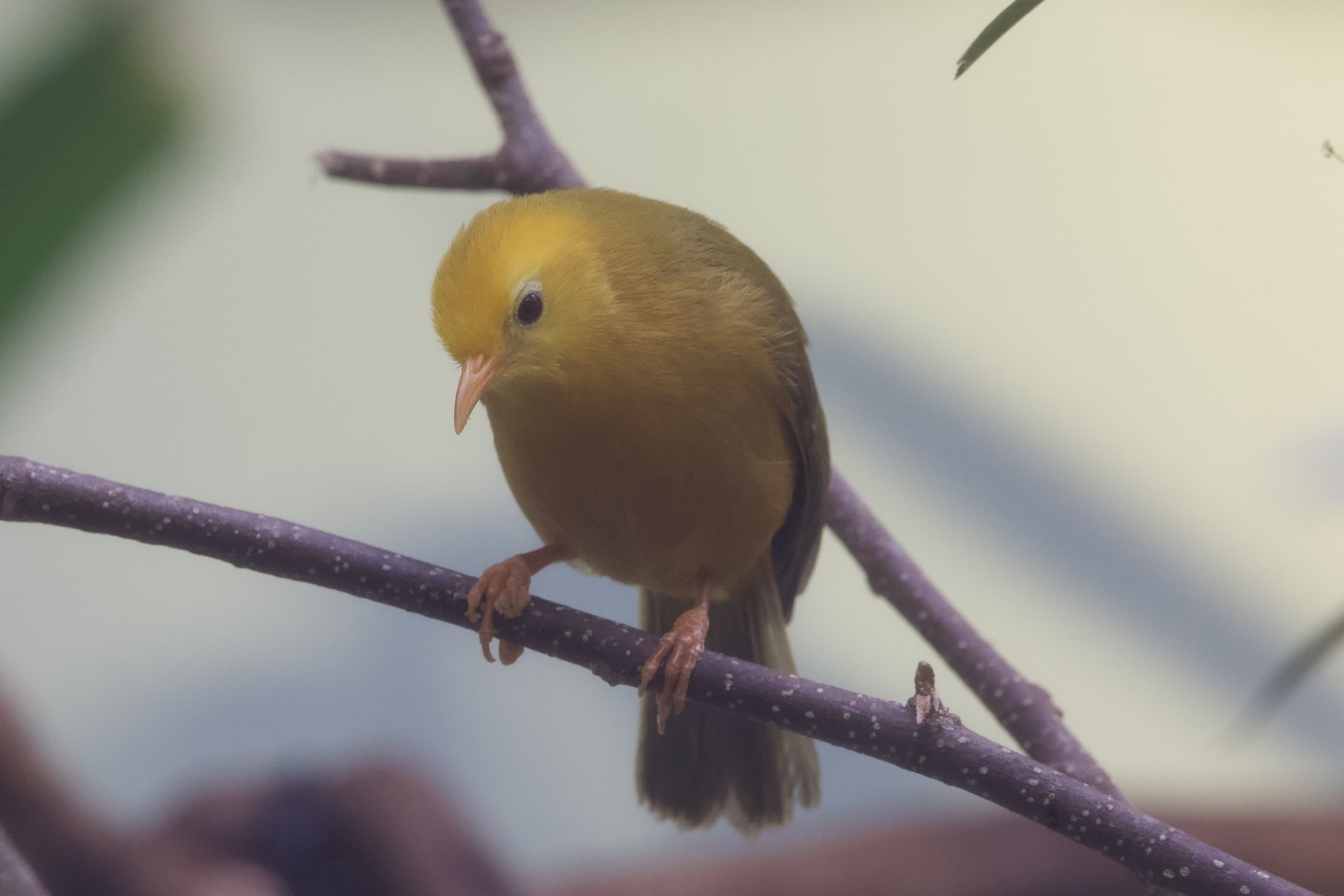 Golden White-Eye/ Cleptornis marchei