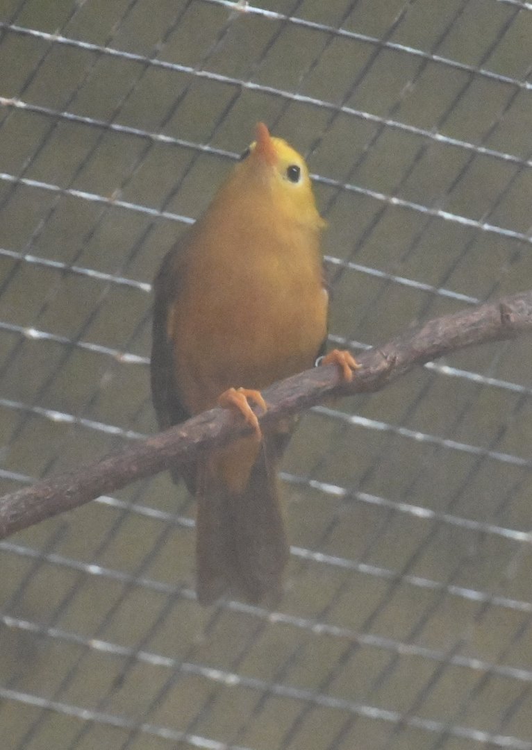 Golden white-eye (Cleptornis marchei)