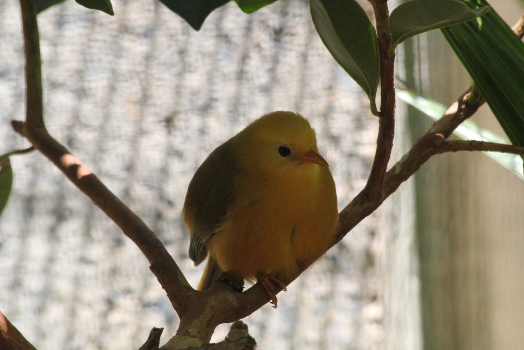 Golden White-eye