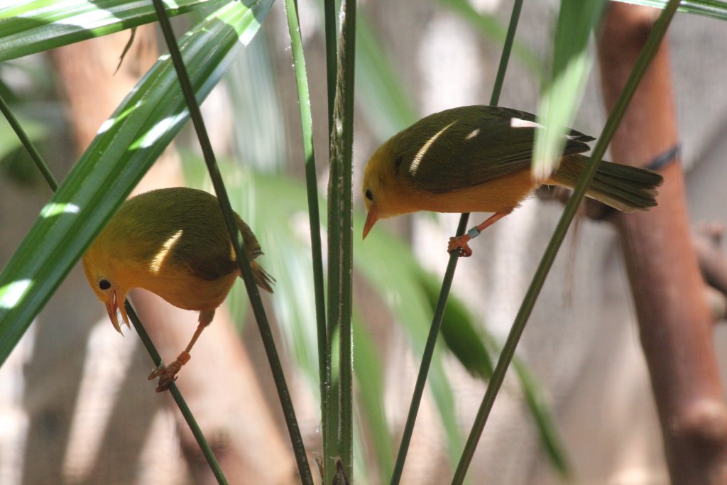 Golden White-eye