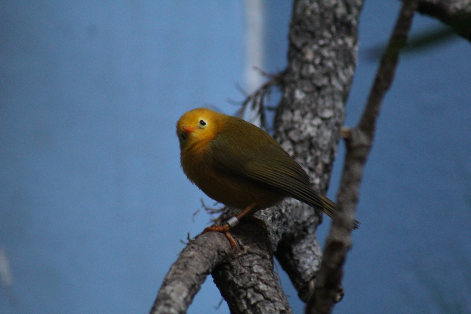 Golden White-Eye