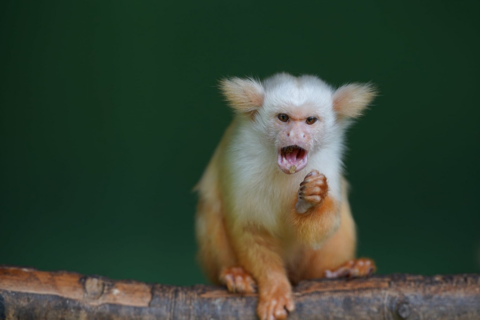 Golden-white Tassel-ear Marmoset