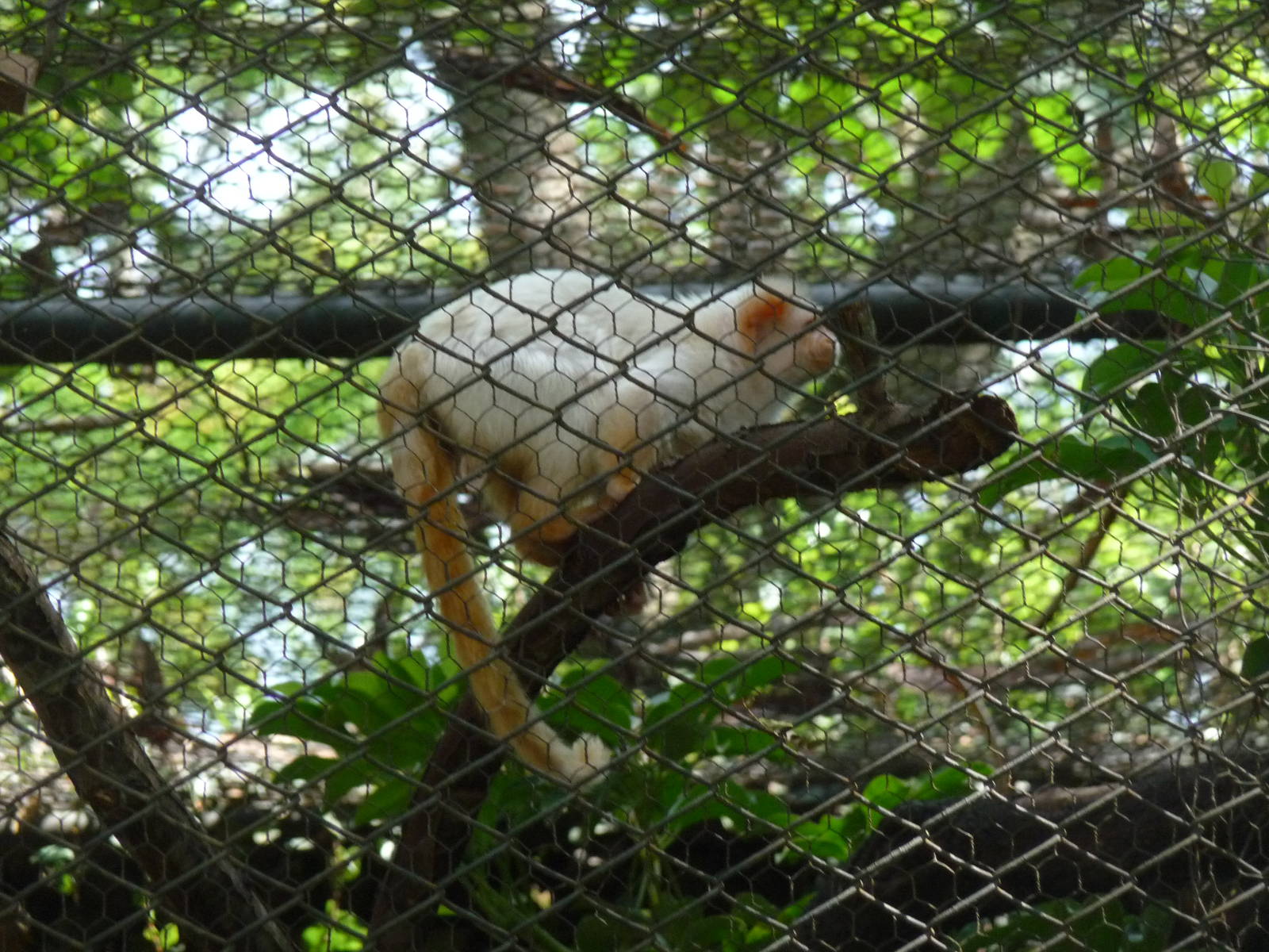 golden white tassel eared marmoset
