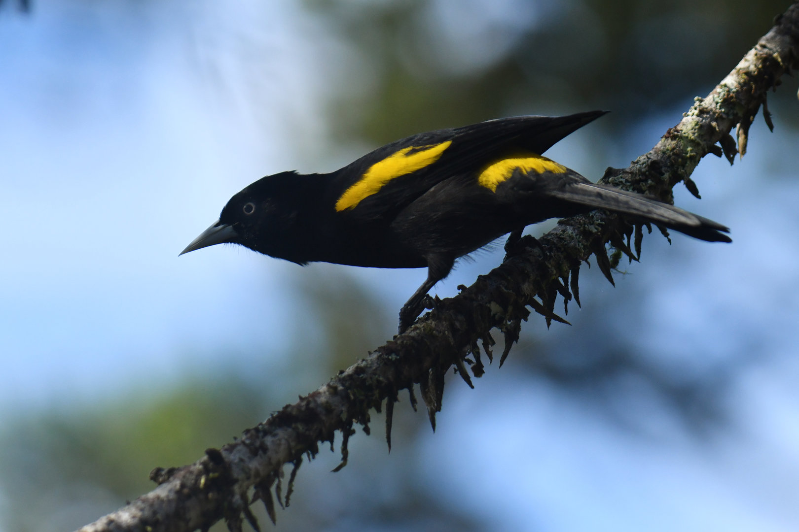 Golden-winged Cacique Cacicus chrysopterus