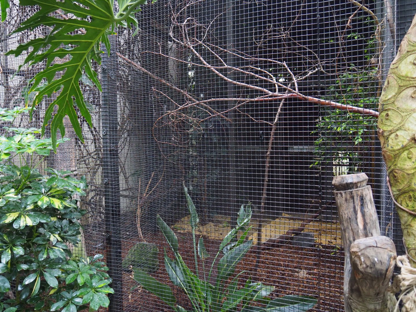 Golden-winged magnificent Bird-of-paradise aviary, 2019-10-05