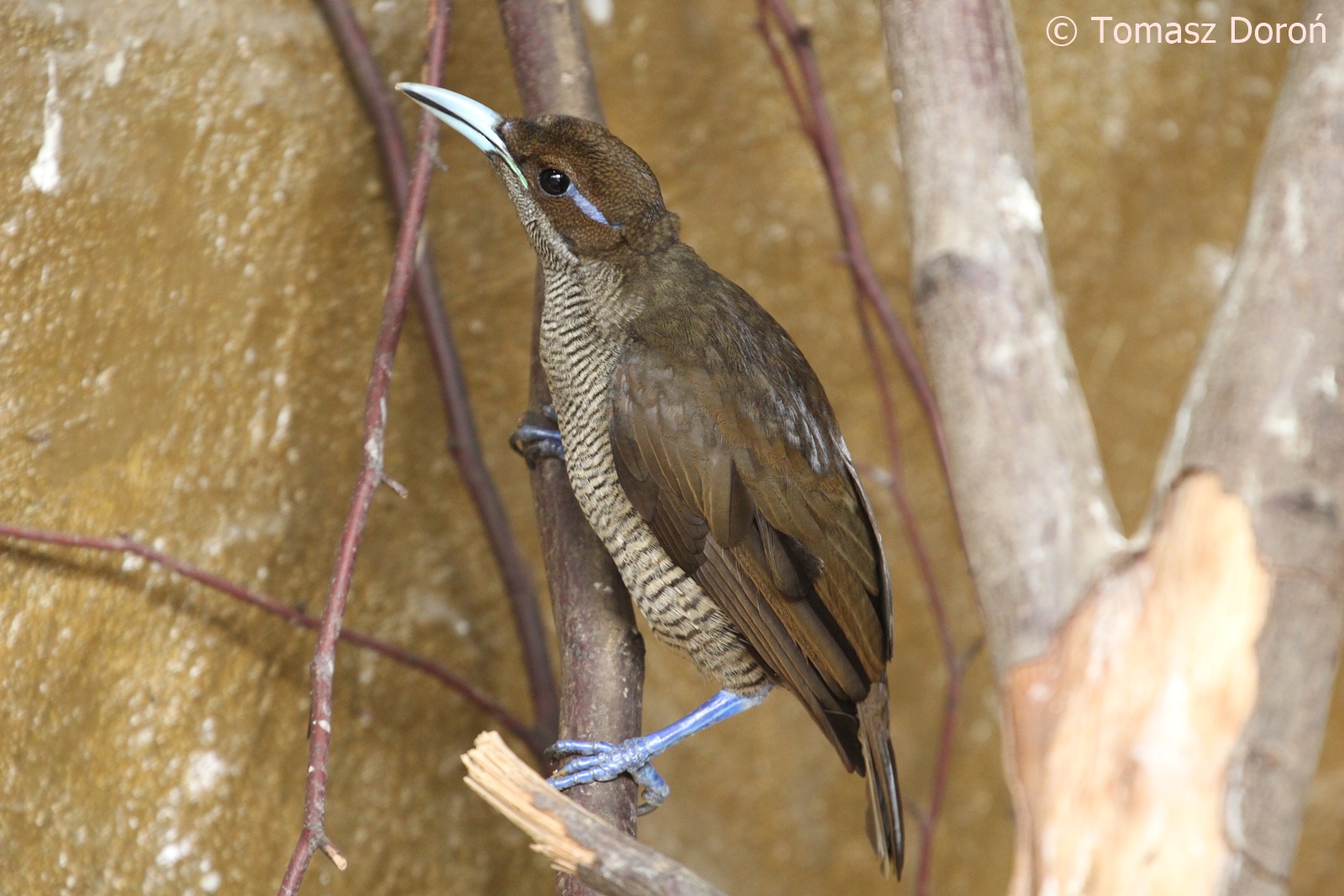 Golden-winged Magnificent Bird-of-paradise (Cicinnurus magnificus chrysopterus), female, October 2018