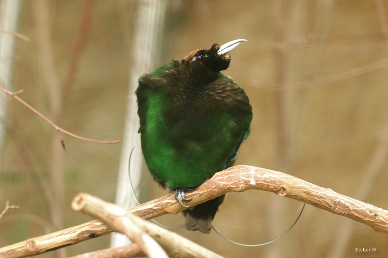 Golden-winged Magnificent Bird-of-paradise (Cicinnurus magnificus chrysopterus), male, Aug 2021
