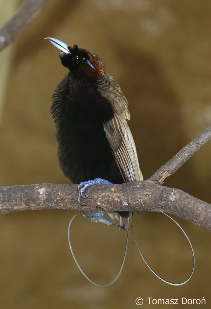 Golden-winged Magnificent Bird-of-paradise (Cicinnurus magnificus chrysopterus), male, October 2018