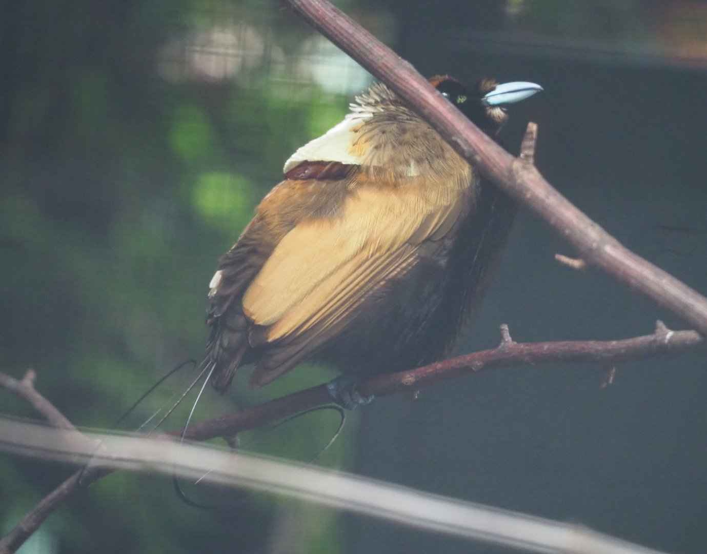 Golden-winged magnificent bird-of-paradise (Diphyllodes magnificus chrysopterus), 2022-06-28