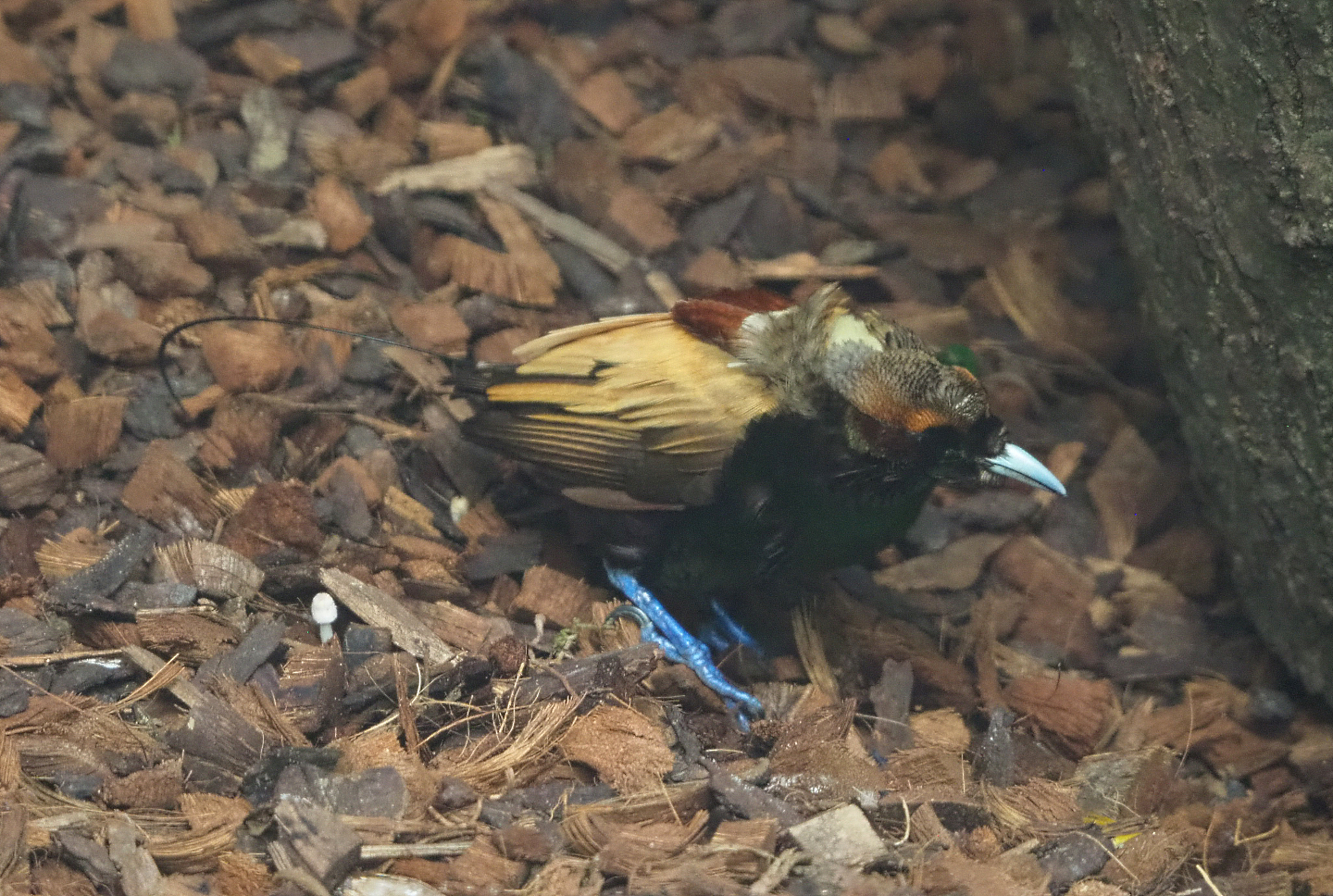 Golden-winged magnificent bird-of-paradise (Diphyllodes magnificus chrysopterus), 2022-06-28