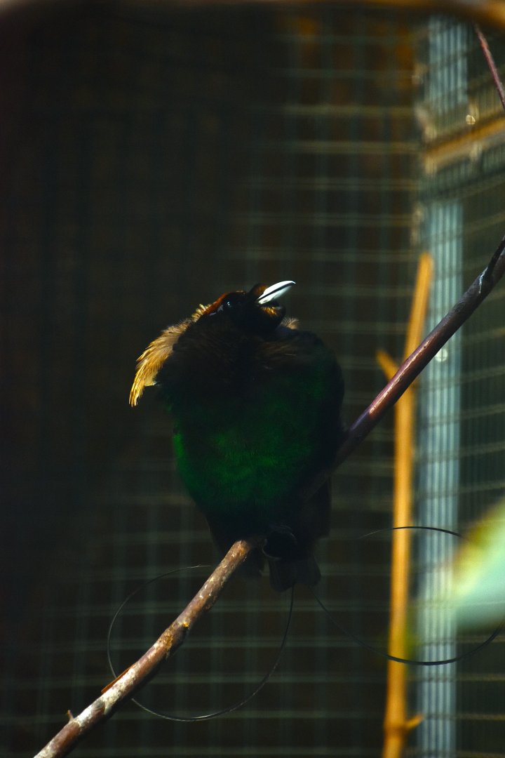 Golden winged Magnificent bird of paradise, Diphyllodes magnificus