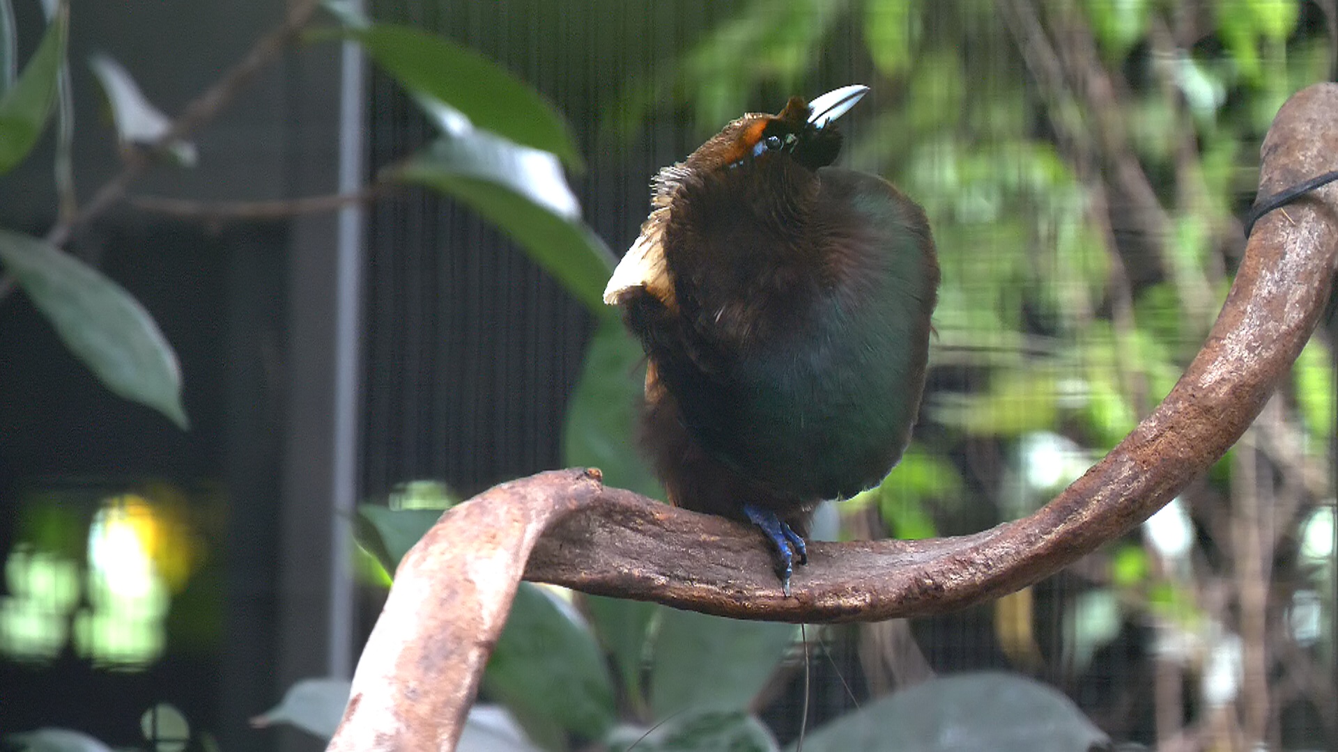 Golden-Winged Magnificent Bird of Paradise